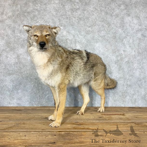 Coyote Life-Size Mount For Sale #22326 @ The Taxidermy Store