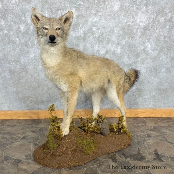 Coyote Life-Size Mount For Sale #22471 @ The Taxidermy Store