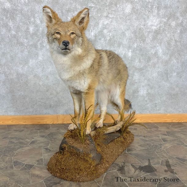 Coyote Life-Size Mount For Sale #22472 @ The Taxidermy Store