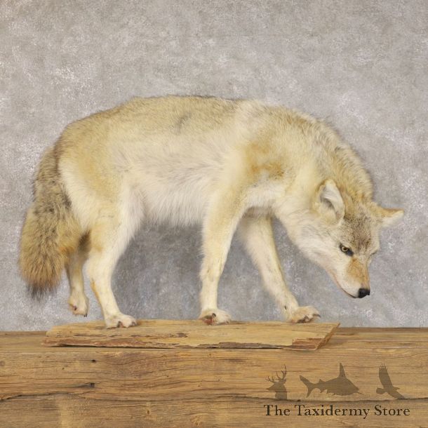 Coyote Life-Size Mount For Sale #22592 @ The Taxidermy Store