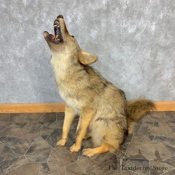 Coyote Life-Size Mount For Sale #23222 @ The Taxidermy Store