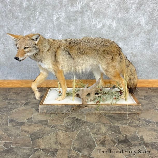 Coyote Life-Size Mount For Sale #23223 @ The Taxidermy Store