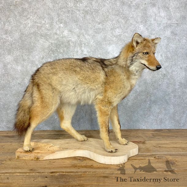 Coyote Life-Size Mount For Sale #23930 @ The Taxidermy Store