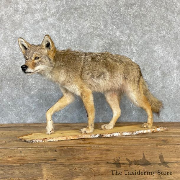 Coyote Life-Size Mount For Sale #24163 @ The Taxidermy Store