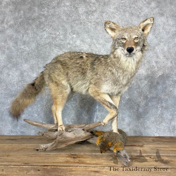 Coyote Life-Size Mount For Sale #24330 @ The Taxidermy Store