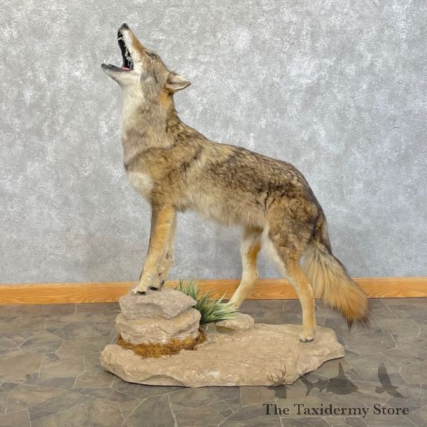 Coyote Life-Size Mount For Sale #24628 @ The Taxidermy Store