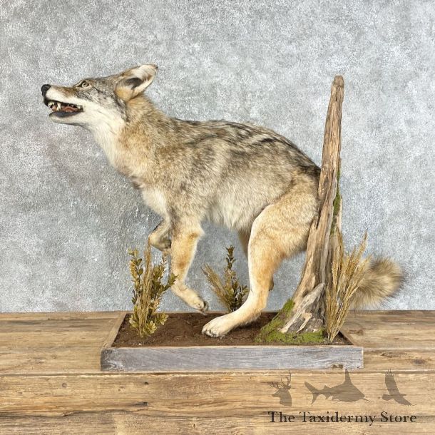 Coyote Life-Size Mount For Sale #25820 @ The Taxidermy Store