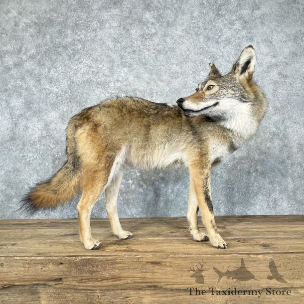 Coyote Life-Size Mount For Sale #26960 @ The Taxidermy Store