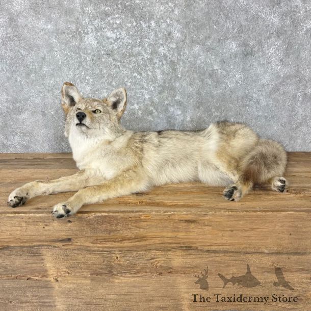 Coyote Life-Size Mount For Sale #26961 @ The Taxidermy Store