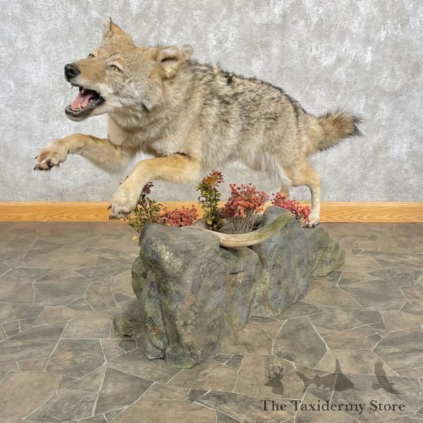 Coyote Life-Size Mount For Sale #27790 @ The Taxidermy Store