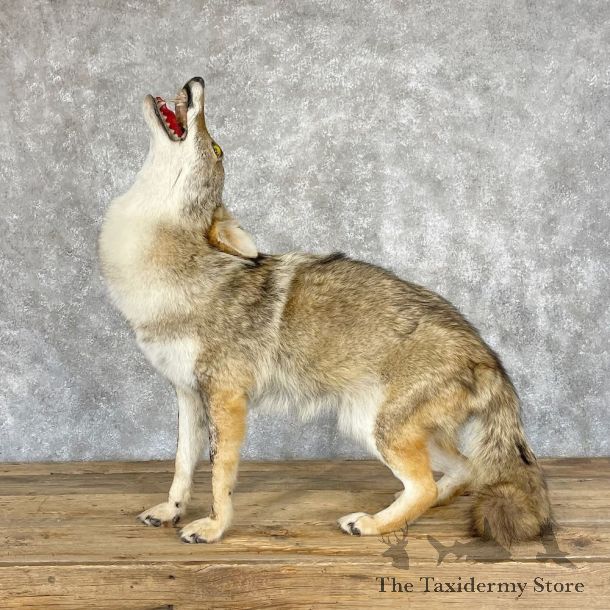 Coyote Life-Size Mount For Sale #28242 @ The Taxidermy Store