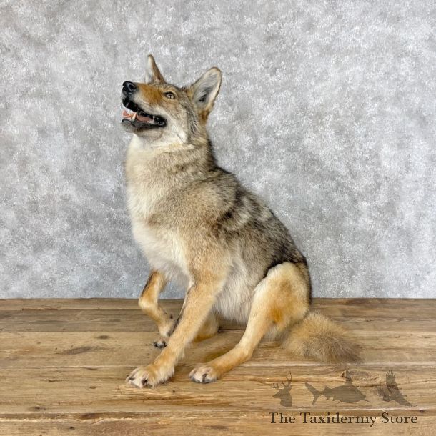 Coyote Life-Size Mount For Sale #28678 @ The Taxidermy Store
