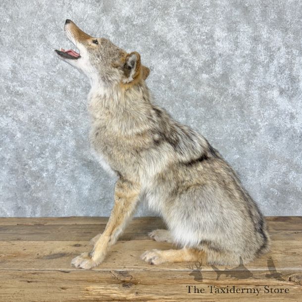 Coyote Life-Size Mount For Sale #26960 @ The Taxidermy Store