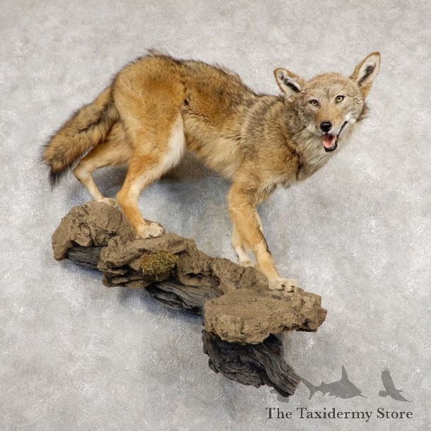 Coyote Life Size Mount #18797 For Sale @ The Taxidermy Store