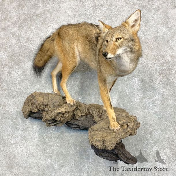 Coyote Life Size Mount #21683 For Sale @ The Taxidermy Store