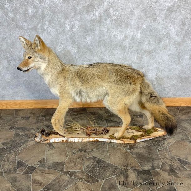 Coyote Life Size Mount #23221 For Sale @ The Taxidermy Store