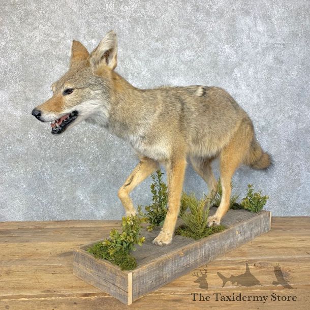 Coyote Life Size Mount #23931 For Sale @ The Taxidermy Store