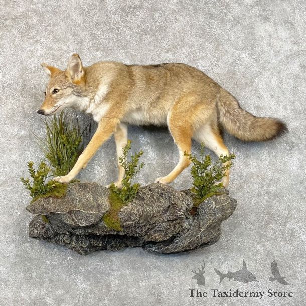 Coyote Life Size Mount #24794 For Sale @ The Taxidermy Store