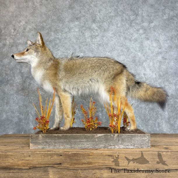 Coyote Life Size Mount For Sale #27975 @ The Taxidermy Store