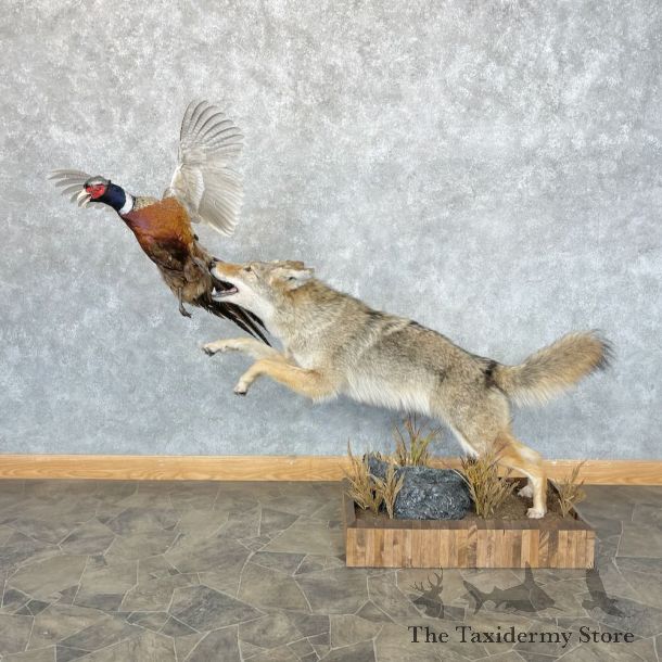 Coyote Life Size Mount For Sale #28700 @ The Taxidermy Store