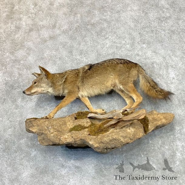 Coyote Life Size Taxidermy Mount #22555 For Sale @ The Taxidermy Store