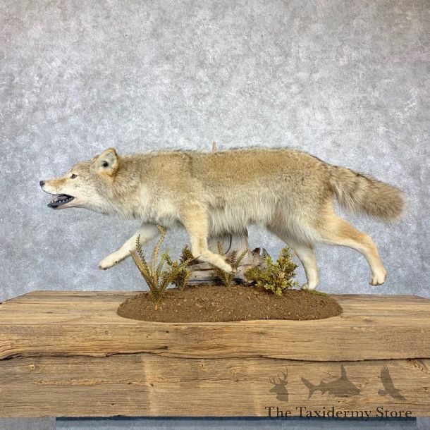 Coyote Life Size Taxidermy Mount #23182 For Sale @ The Taxidermy Store