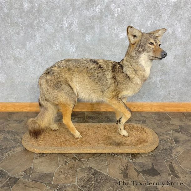 Coyote Life Size Taxidermy Mount #23302 For Sale @ The Taxidermy Store