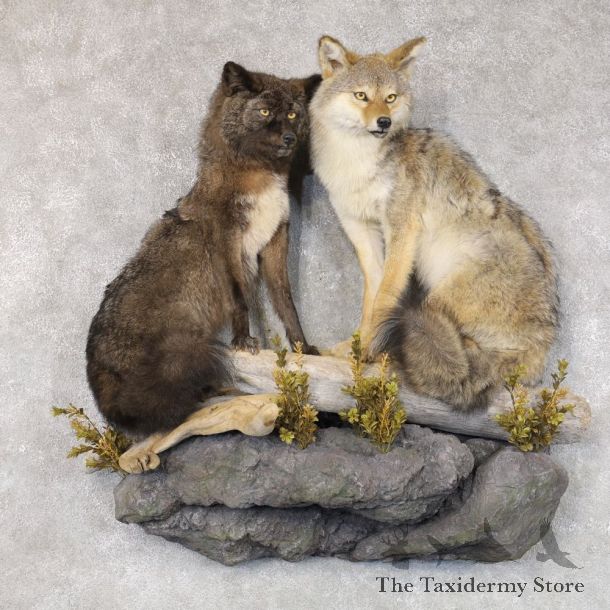 Coyote Pair Life-Size Taxidermy Mount #22580 For Sale @ The Taxidermy Store