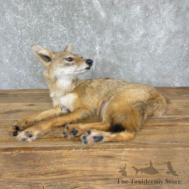 Coyote Pup Life-Size Mount For Sale #24333 @ The Taxidermy Store