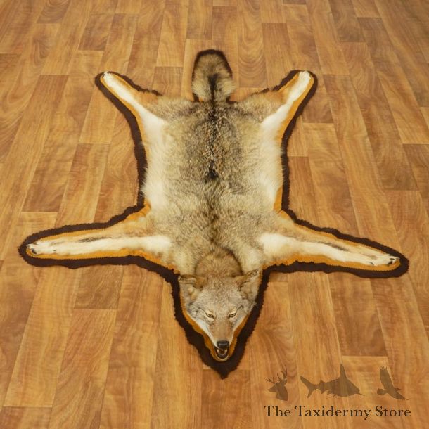 Coyote Rug Taxidermy Mount #17438 For Sale @ The Taxidermy Store