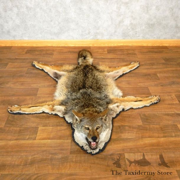 Coyote Rug Taxidermy Mount For Sale #17852 @ The Taxidermy Store