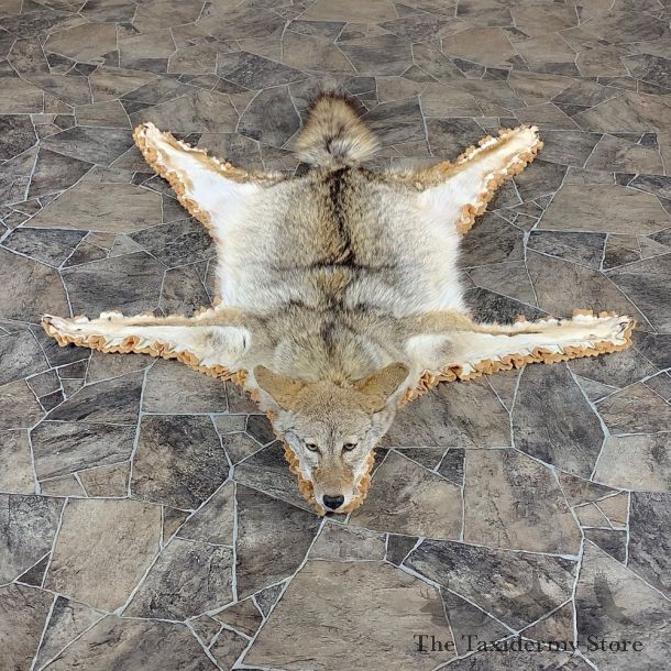 Coyote Rug Taxidermy Mount For Sale #21183 @ The Taxidermy Store