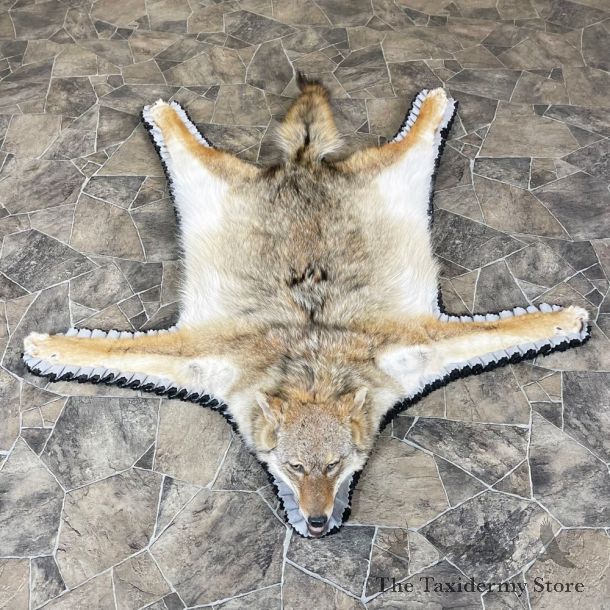 Coyote Rug Taxidermy Mount For Sale #24309 @ The Taxidermy Store