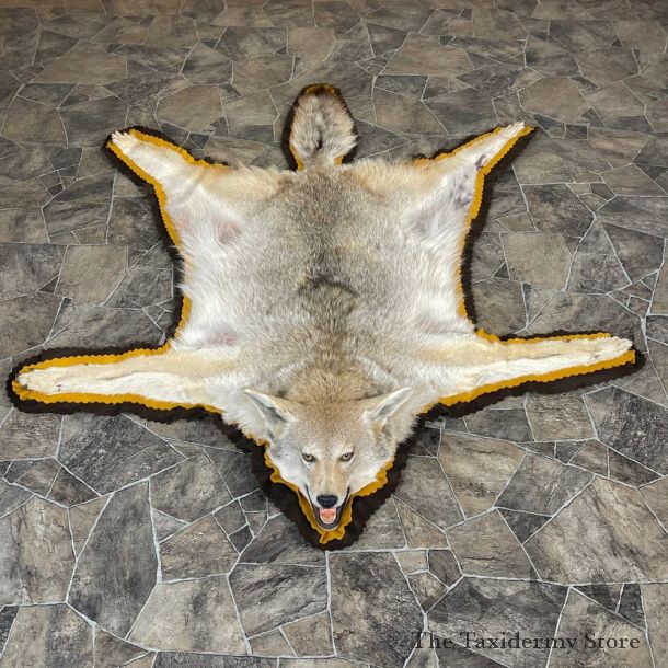 Coyote Rug Taxidermy Mount For Sale #24679 @ The Taxidermy Store