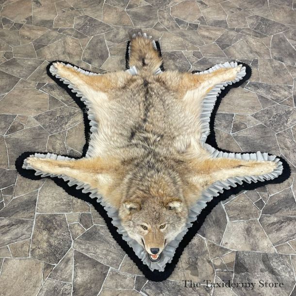 Coyote Rug Taxidermy Mount For Sale #26282 @ The Taxidermy Store