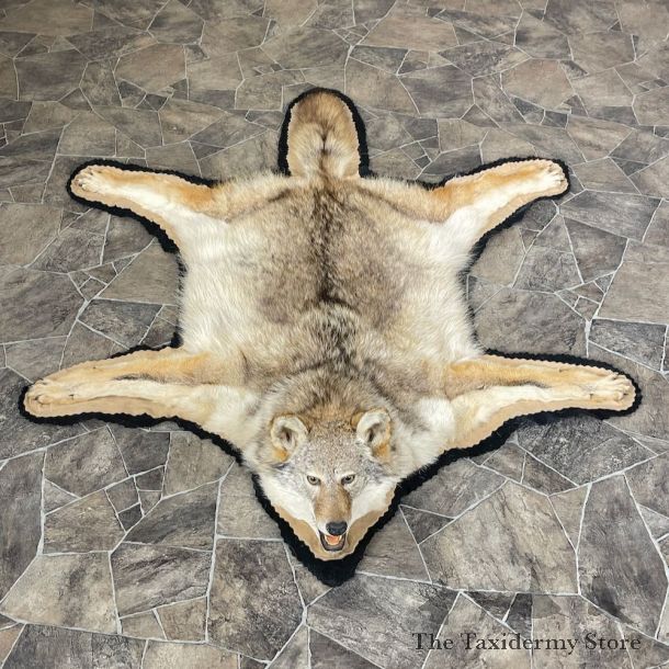 Coyote Rug Taxidermy Mount For Sale #26288 @ The Taxidermy Store