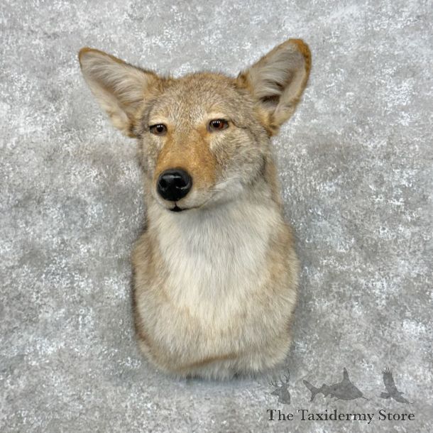 Coyote Shoulder Taxidermy Mount #26512 @ The Taxidermy Store