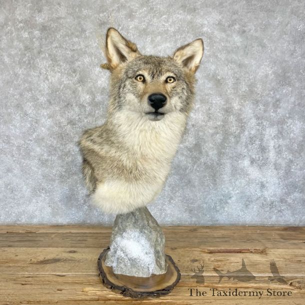 Coyote Shoulder Pedestal Mount For Sale #28246 @ The Taxidermy Store