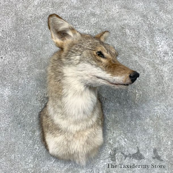 Coyote Shoulder Taxidermy Mount #22672 @ The Taxidermy Store