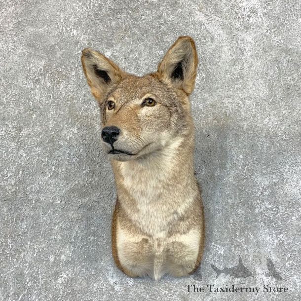 Coyote Shoulder Taxidermy Mount #22721 @ The Taxidermy Store