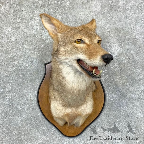 Coyote Shoulder Taxidermy Mount #22849 @ The Taxidermy Store