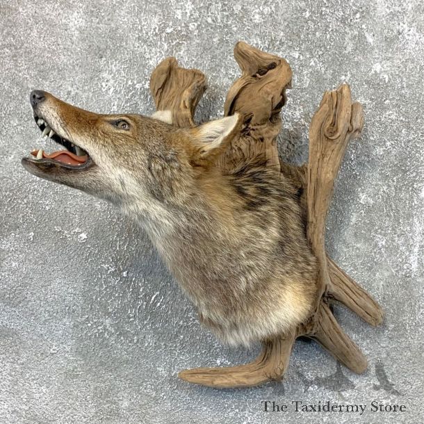 Coyote Shoulder Taxidermy Mount #23722 @ The Taxidermy Store