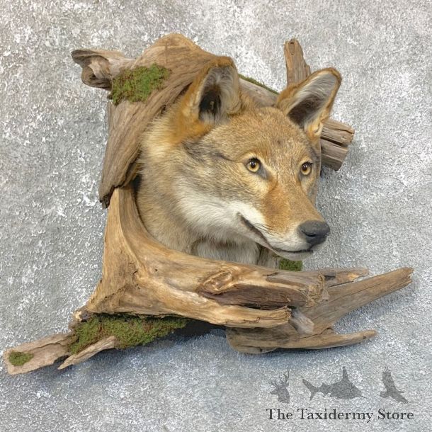 Coyote Shoulder Taxidermy Mount #23746 @ The Taxidermy Store