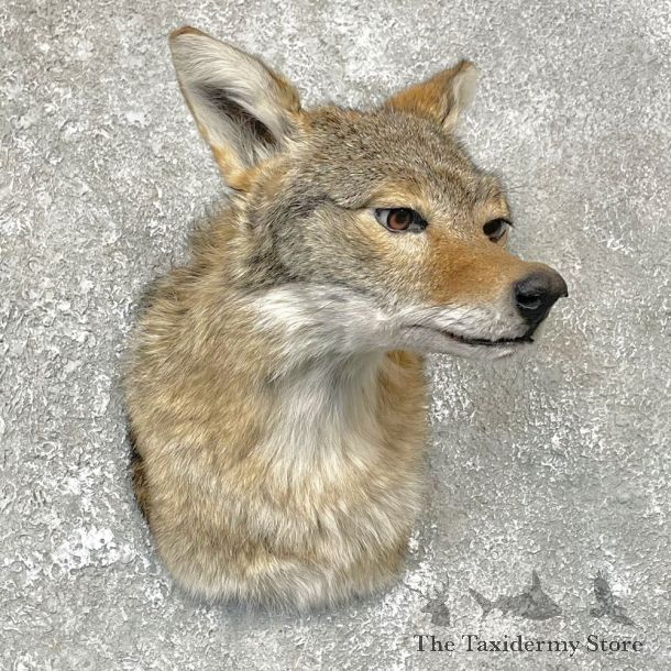 Coyote Shoulder Taxidermy Mount #24818 @ The Taxidermy Store