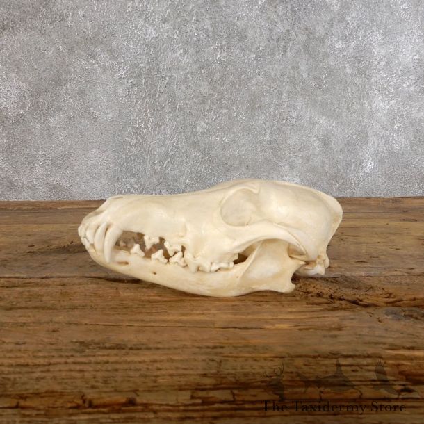 Coyote Full Skull Taxidermy Mount #18556 For Sale @ The Taxidermy Store