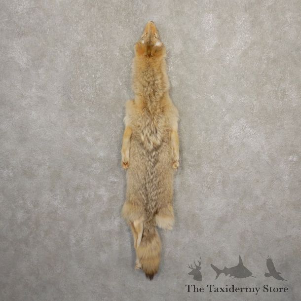 Coyote Tanned Hide For Sale #20674 @ The Taxidermy Store
