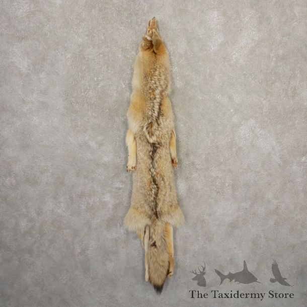 Coyote Tanned Hide For Sale #20675 @ The Taxidermy Store