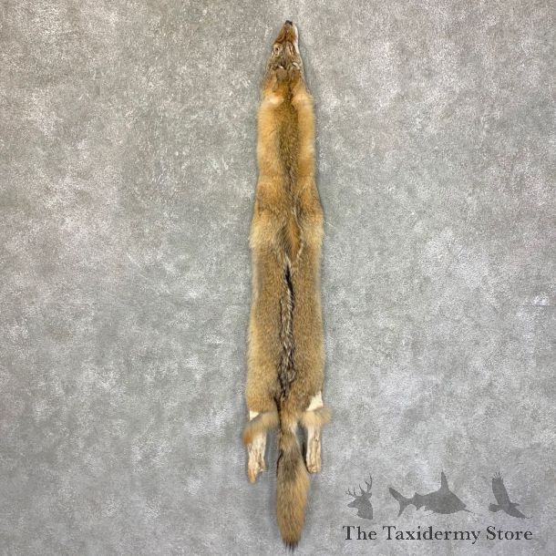 Coyote Tanned Hide For Sale #22755 @ The Taxidermy Store