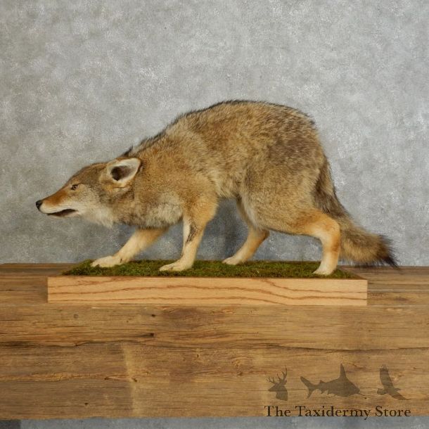 Coyote Life-Size Mount For Sale #17552 @ The Taxidermy Store