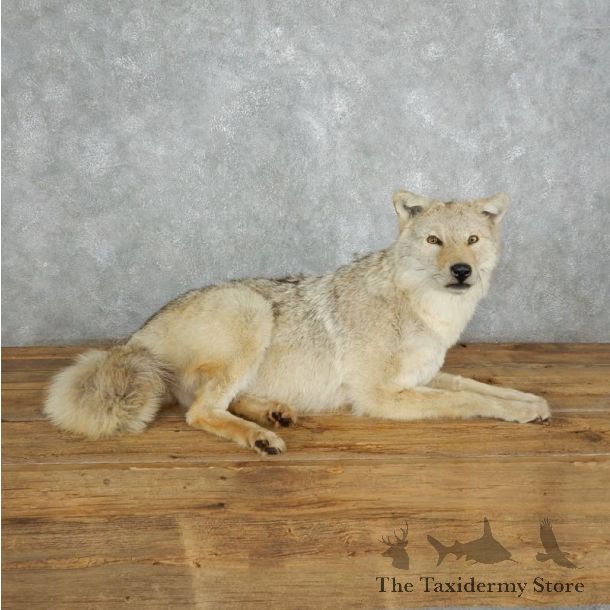 Coyote Life-Size Mount For Sale #18004 @ The Taxidermy Store